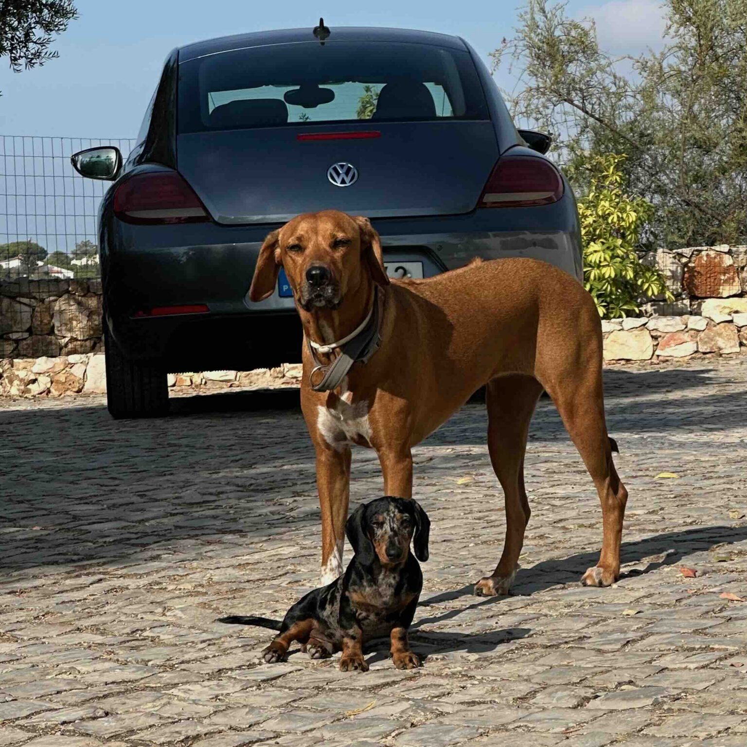 Dogs at Montinho